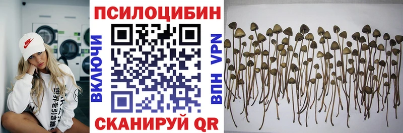 Галлюциногенные грибы Psilocybe  Клинцы 